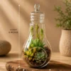 Premium bulb-shaped borosilicate glass terrarium planter with layered succulent arrangement, suitable for hanging décor and desktop styling in modern homes and offices.