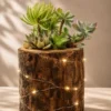 Handcrafted solid durial wood log planter with succulents for desktop décor, office table decoration, and premium gifting
