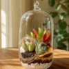 Capsule terrarium with succulents inside premium borosilicate glass planter for home décor, desk decoration, and modern gifting purposes.