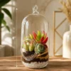 Capsule terrarium with succulents inside premium borosilicate glass planter for home décor, desk decoration, and modern gifting purposes.