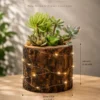 Handcrafted solid durial wood log planter with succulents for desktop décor, office table decoration, and premium gifting