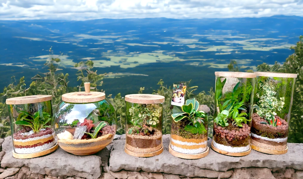 How to choose your terrarium by wild roots