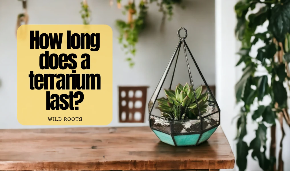 How long does a terrarium Last?
