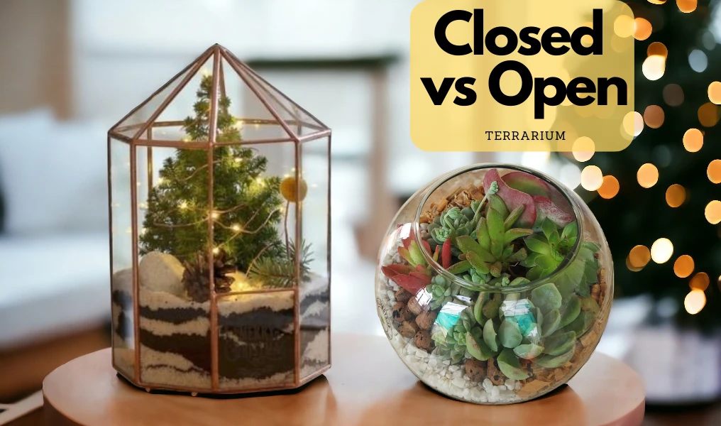 Closed Vs open terrarium