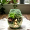Glass bowl terrarium with succulents and pebbles – elegant indoor plant décor by wild roots