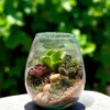 Glass bowl terrarium with succulents and pebbles – elegant indoor plant décor by wild roots