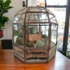 Geometric dome glass house terrarium with live plants by Wildroots – modern indoor garden décor