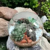 8 Inch Fish Bowl Terrarium with succulents and moss by Wildroots