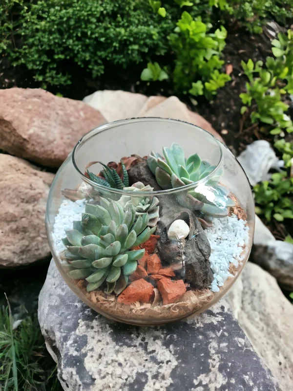 8 Inch Fish Bowl Terrarium with succulents and moss by Wildroots