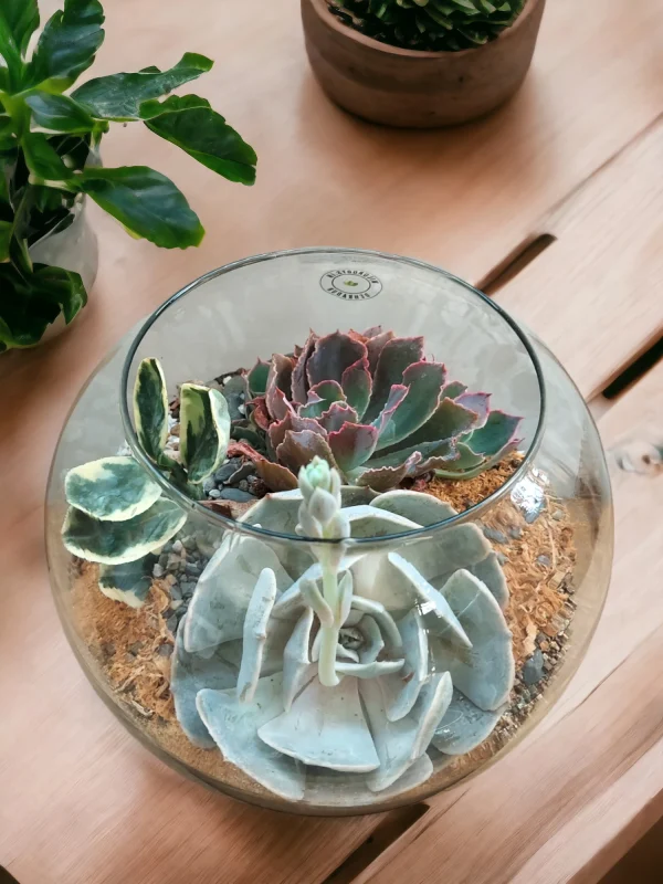 8 Inch Fish Bowl Terrarium with succulents and moss by Wildroots