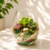 Oval glass desktop terrarium with succulent plants in a decorative 8-inch tall and 6-inch diameter glass bowl for modern indoor décor.