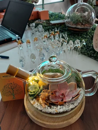Upcycled coffee kettle terrarium with green plants by Wildroots