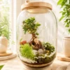Premium Bell Jar Terrarium by Wild Roots Gifting with Ficus Bonsai inside a glass dome featuring wooden top and base for indoor home décor and gifting.