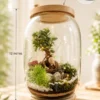 Premium Bell Jar Terrarium by Wild Roots Gifting with Ficus Bonsai inside a glass dome featuring wooden top and base for indoor home décor and gifting.