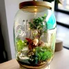Bell Jar Bonsai Terrarium by wild roots for gifting and home decor