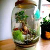 Bell Jar Bonsai Terrariumby wild roots for gifting and home decor