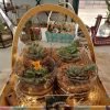Buy Set of 4 Terrarium Gift Basket- gifting from gifting.wildroots.in