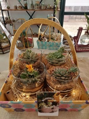 Buy Set of 4 Terrarium Gift Basket- gifting from gifting.wildroots.in