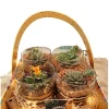 Buy Set of 4 Terrarium Gift Basket- gifting from gifting.wildroots.in
