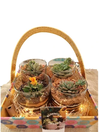 Buy Set of 4 Terrarium Gift Basket- gifting from gifting.wildroots.in