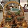 Buy Set of 4 Terrarium Gift Basket- gifting from gifting.wildroots.in