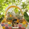 Buy Set of 4 Terrarium Gift Basket- gifting from gifting.wildroots.in