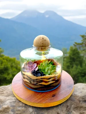 Volcano jar terrarium with lush green plants by Wildroots