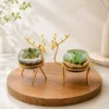 Enchanting Golden Reindeer Desktop Terrarium Planter Set by Wild Roots with succulent plants in premium glass bowls and golden decorative stands for modern home décor and gifting.