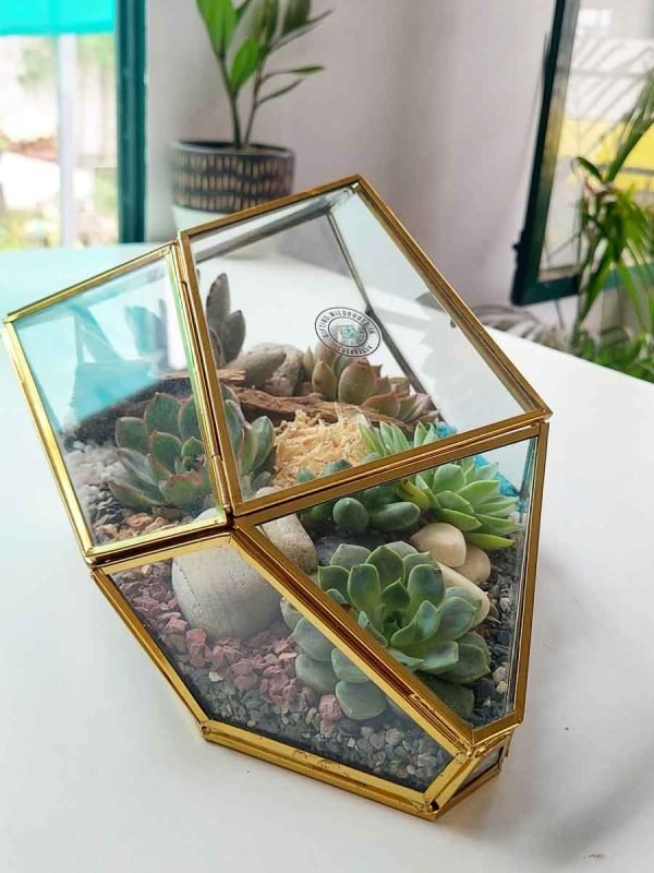 Geometric irregular rock glass terrarium with air plants and stones by Wildroots