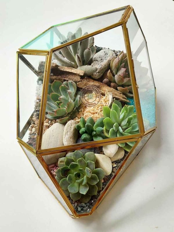 Geometric irregular rock glass terrarium with air plants and stones by Wildroots