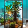 Cuboidal box bonsai terrarium by Wildroots featuring a lush bonsai tree, moss, driftwood, pebbles, succulents, and decorative elements like seashells and rocks, displayed in natural sunlight – perfect for home or office decor.