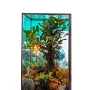 Cuboidal box bonsai terrarium by Wildroots featuring a lush bonsai tree, moss, driftwood, pebbles, succulents, and decorative elements like seashells and rocks, displayed in natural sunlight – perfect for home or office decor.