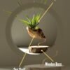 Sea shell terrarium by Wildroots with air plants and coastal sand in a glass container