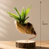 Real seashell succulent planter with copper wire support on a sheesham wood base, approximately 6 inches tall with 4 to 5 inch base diameter for premium home decor and gifting.