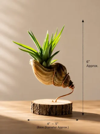 Real seashell succulent planter with copper wire support on a sheesham wood base, approximately 6 inches tall with 4 to 5 inch base diameter for premium home decor and gifting.