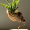 Sea shell terrarium by Wildroots with air plants and coastal sand in a glass container