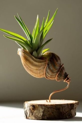 Sea shell terrarium by Wildroots with air plants and coastal sand in a glass container