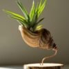 Sea shell terrarium by Wildroots with air plants and coastal sand in a glass container