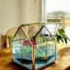 Glass Hut Terrarium from Wildroots with geometric glass design housing green succulents.