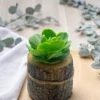4x4 wooden log succulent planter by Wildroots with assorted live succulents