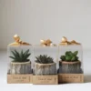 4x4 wooden log succulent planter by Wildroots with assorted live succulents