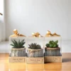 4x4 wooden log succulent planter by Wildroots with assorted live succulents. Terrariums in india
