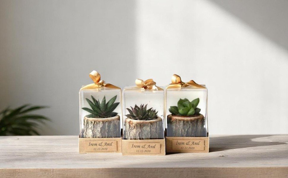Top 5 Terrarium Plants Perfect for Indian Homes