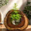 Premium solid Sheesham wood bonsai planter with natural live-edge wood finish and indoor bonsai arrangement, designed as luxury home décor and gifting accessory.