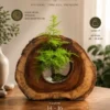 Premium solid Sheesham wood bonsai planter with natural live-edge wood finish and indoor bonsai arrangement, designed as luxury home décor and gifting accessory.