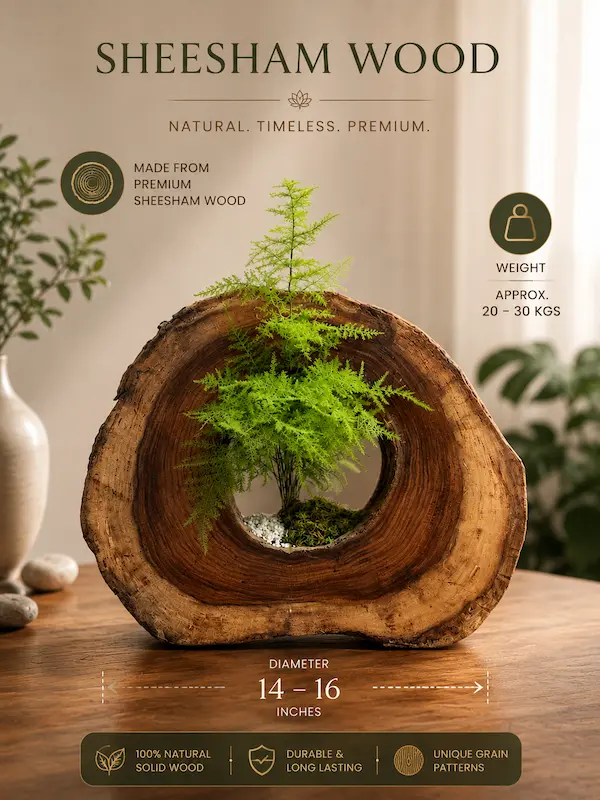 Premium solid Sheesham wood bonsai planter with natural live-edge wood finish and indoor bonsai arrangement, designed as luxury home décor and gifting accessory.