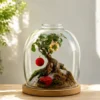 Premium open mouth beljar ficus bonsai terrarium in clear glass dome with wooden base, moss landscape, miniature indoor garden, luxury home décor bonsai terrarium.