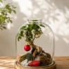 Premium open mouth beljar ficus bonsai terrarium in clear glass dome with wooden base, moss landscape, miniature indoor garden, luxury home décor bonsai terrarium.