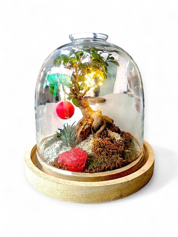 Open mouth bell jar Terrarium