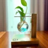 Handcrafted wooden stand with suspended glass vase holding a money plant – sustainable, eco-friendly indoor décor for homes and offices.